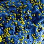 Virus on a Membrane
